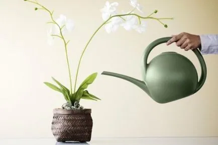 Hogyan víz orchideák rendesen, az összes virág öntözés (locsolás, mint egy orchidea otthon) Hogyan víz orchideák rendesen, minden a locsolás virág