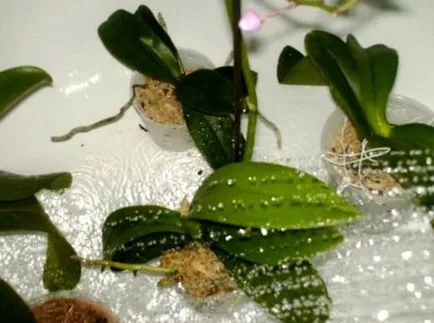Hogyan víz orchideák rendesen, az összes virág locsolás (ez nem feltétlenül szükséges, hogy a víz az orchidea) Hogyan víz orchideák rendesen, minden a locsolás virág