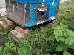Hogyan lehet elkapni egy méhraj egy csapda - a titok a sikeres vadászat