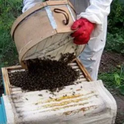 Hogyan lehet elkapni egy méhraj egy csapda - a titok a sikeres vadászat