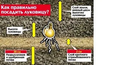 Hogyan növény krókuszok az ősszel, az előnyöket az őszi ültetés, a szabályok (ősszel) Hogyan növény krókuszok az ősszel, az előnyöket az őszi ültetés, szabályok