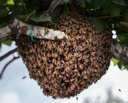 Hogyan lehet elkapni egy méhraj a kaptárban üres