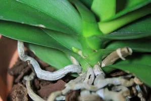 Hogyan ülni orchidea phalaenopsis és Dendrobium otthon