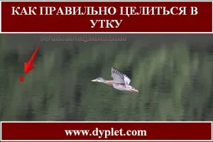 Hogyan célja egy kacsa