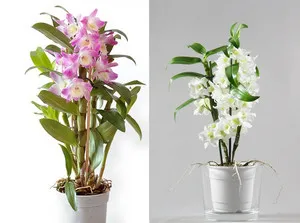 Hogyan ülni orchidea phalaenopsis és Dendrobium otthon
