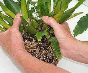 Hogyan ülni orchidea phalaenopsis és Dendrobium otthon