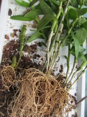 Hogyan ülni orchidea phalaenopsis és Dendrobium otthon