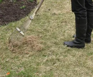 Hogyan készítsünk egy pázsit ültetése technológia, öntözés és gondozása a gyep a ház télen és nyáron (telepítési) Hogyan készítsünk egy pázsit ültetése technológia, öntözés és gondozása a gyep a ház télen és nyáron