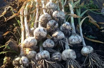 Hogyan növény fokhagyma (rugós) Hogyan növény fokhagymát tavasszal