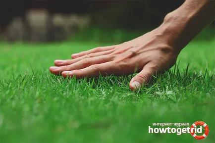 Hogyan ültessünk egy pázsitfű az oldalon