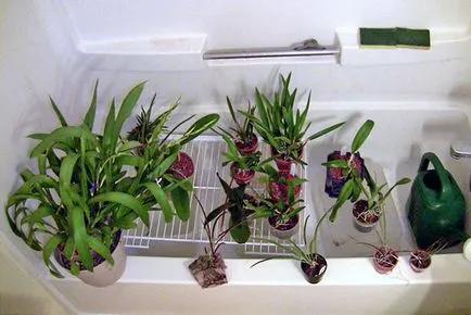 Hogyan a víz a orchideák a haza, a öntözés gyakorisága a virágzás idején, video (otthon) Hogyan a víz a orchideák a haza, a öntözés gyakorisága virágzás idején, video