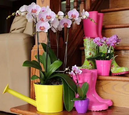 Hogyan a víz a orchideák a haza, a öntözés gyakorisága a virágzás idején, video (otthon) Hogyan a víz a orchideák a haza, a öntözés gyakorisága virágzás idején, video