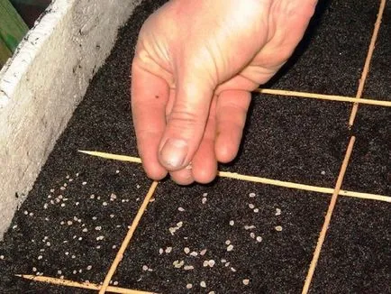Hogyan növekszik a petúnia szabályok elvetett vetőmagok, amikor a merülés csemeték csírázás után (petúnia) Hogyan növekszik a petúnia szabályok elvetett vetőmagok, amikor a merülés csemeték csírázás után