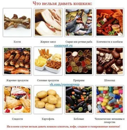 Hogyan kell tanítani egy brit macska enni mindent adnak