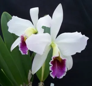 Hogyan terjednek orchidea otthon 5 módon egy videót