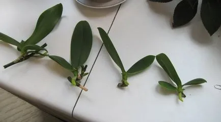 Orchidea palánta az otthon alapvető módszereit ülés (SIT) Orchidea palánta az otthon alapvető módszereit ülőhely