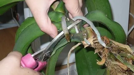 Orchid palánták az otthoni alapvető módszereit ülőhely (orchidea) Orchidea palánta az otthon alapvető módszereit ülőhely