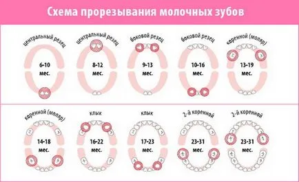 Hogyan növekszik fogak gyermekeknél rendszer, a rend és a tünetek megjelenése a fogak a szájban