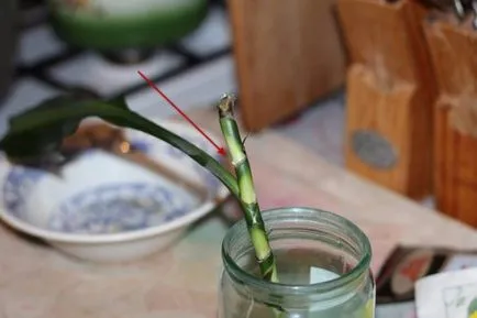 Hogyan terjednek dratsenu otthon fotók, videók (dracaena) Hogyan terjednek dratsenu otthoni képek, videók