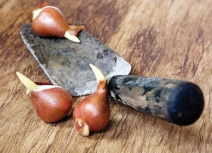 Hogyan növény krókuszok ősszel - ültetés, termesztés, gondozás krókuszok