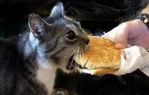 Hogy lehetséges-e, hogy táplálja a száraz macskaeledel Hogy lehetséges-e, hogy táplálja a száraz macskaeledel