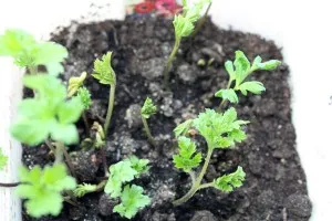Mi a növény Anemone