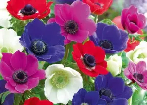 Mi a növény Anemone