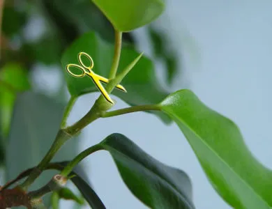 Ficus terménynyilatkozatán Ficus terménynyilatkozatán