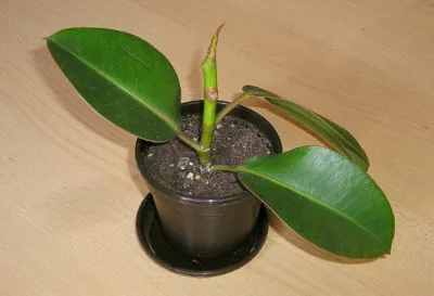 Ficus terménynyilatkozatán Ficus terménynyilatkozatán