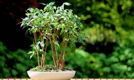 Ficus terménynyilatkozatán