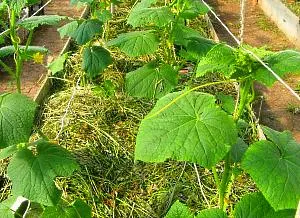 Hogyan készítsünk meleg ágy uborka video tippek (do) Hogyan készítsünk meleg ágy uborka video tippek