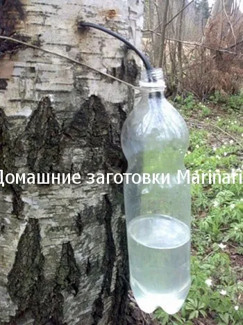 Hogyan gyűjtsünk nyírfa nedv károsítása nélkül a fa