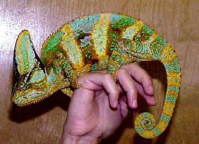 Hogyan tartsuk a Chameleon otthon