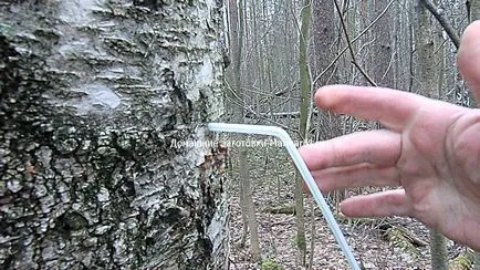 Hogyan gyűjtsünk nyírfa nedv károsítása nélkül a fa