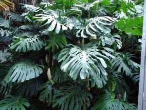 Hogyan kell menteni Monstera, ha elhagyja sárgák miért történik, és mi a teendő ilyen esetben,