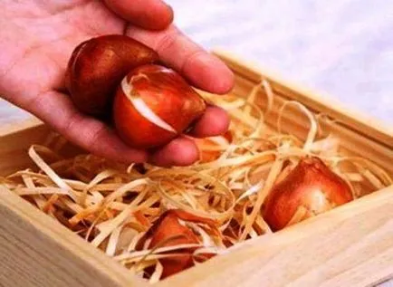 Hogyan kell tartani tulipán hagymákat, amíg tavasszal otthon