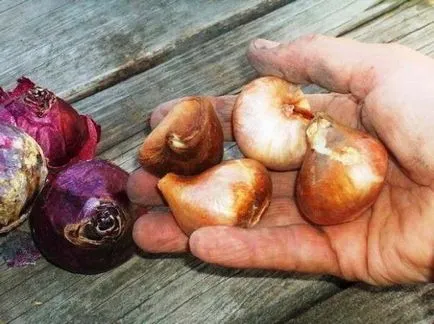 Hogyan kell tartani tulipán hagymákat, amíg tavasszal otthon