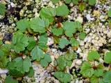Hogyan Care Ficus locsolni újratelepítési, termékenyít