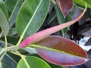 Hogyan Care Ficus locsolni újratelepítési, termékenyít