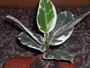 Hogyan Care Ficus locsolni újratelepítési, termékenyít