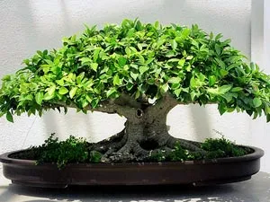 Hogyan Care Ficus locsolni újratelepítési, termékenyít