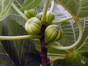 Hogyan Care Ficus locsolni újratelepítési, termékenyít