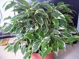 Hogyan Care Ficus locsolni újratelepítési, termékenyít