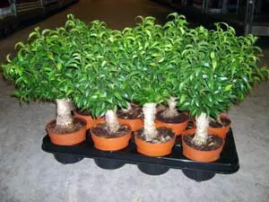 Hogyan Care Ficus locsolni újratelepítési, termékenyít