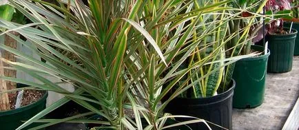 Hogyan törődik otthon dratsenu reprodukció, a szervátültetés és termékeny növények (fotó (hogyan kell gondoskodni dracaena) Hogyan törődik otthon dratsenu reprodukció, a szervátültetés és termékeny növények (fotó