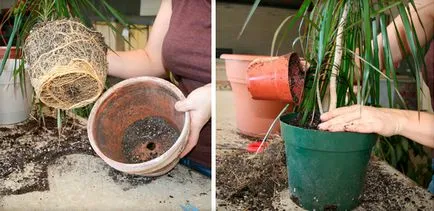 Hogyan törődik otthon dratsenu reprodukció, a szervátültetés és termékeny növények (fotó (hogyan kell gondoskodni dracaena) Hogyan törődik otthon dratsenu reprodukció, a szervátültetés és termékeny növények (fotó