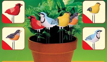 Hogyan Care Ficus benjamina otthon, válasszon egy leszálló (Benjamin) Hogyan Care Ficus benjamina otthon, válassza a leszállás
