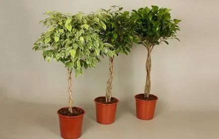 Hogyan Care Ficus benjamina otthon, válasszon egy leszálló (otthon) Hogyan Care Ficus benjamina otthon, válassza a leszállás
