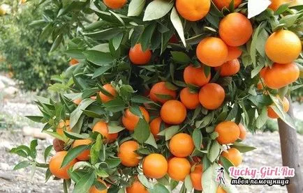 Hogyan növény otthon mandarin