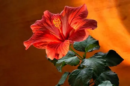 Hogyan terjednek Hibiscus Hogyan terjednek Hibiscus